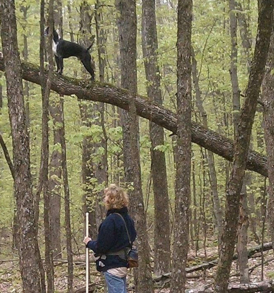 Dog climbing tree